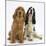 Red - Golden and Tricolour English Cocker Spaniels-Mark Taylor-Mounted Photographic Print