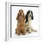 Red - Golden and Tricolour English Cocker Spaniels-Mark Taylor-Framed Photographic Print