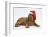 Red - Golden English Cocker Spaniel, 5 Months Old, Wearing a Father Christmas Hat-Mark Taylor-Framed Photographic Print