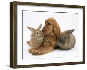 Red - Golden English Cocker Spaniel, 5 Months, with Two Rabbits-Mark Taylor-Framed Photographic Print