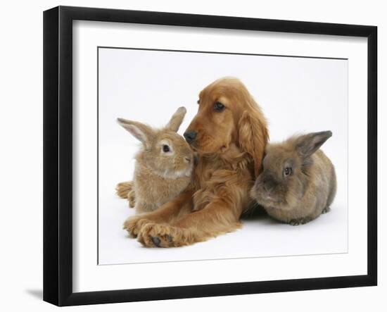 Red - Golden English Cocker Spaniel, 5 Months, with Two Rabbits-Mark Taylor-Framed Photographic Print