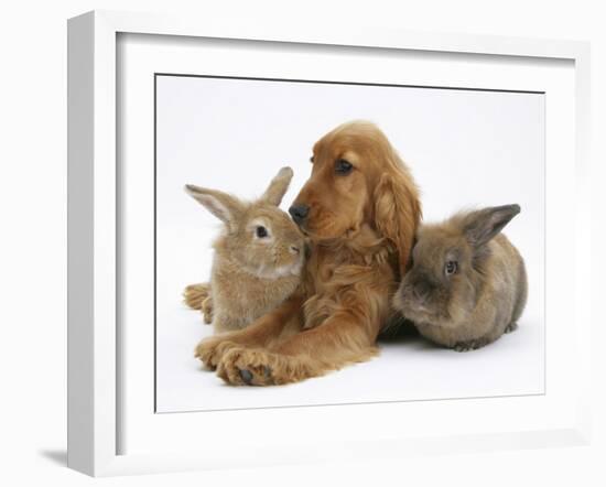 Red - Golden English Cocker Spaniel, 5 Months, with Two Rabbits-Mark Taylor-Framed Photographic Print