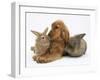 Red - Golden English Cocker Spaniel, 5 Months, with Two Rabbits-Mark Taylor-Framed Photographic Print