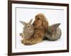 Red - Golden English Cocker Spaniel, 5 Months, with Two Rabbits-Mark Taylor-Framed Photographic Print