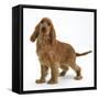 Red - Golden English Cocker Spaniel, 5 Months-Mark Taylor-Framed Stretched Canvas