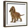 Red - Golden English Cocker Spaniel, 5 Months-Mark Taylor-Framed Photographic Print