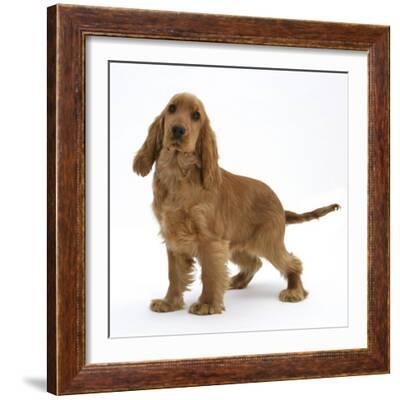 red merle cocker spaniel