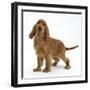 Red - Golden English Cocker Spaniel, 5 Months-Mark Taylor-Framed Photographic Print