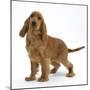 Red - Golden English Cocker Spaniel, 5 Months-Mark Taylor-Mounted Photographic Print