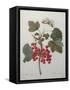 Red Gooseberry-Pierre-Joseph Redoute-Framed Stretched Canvas