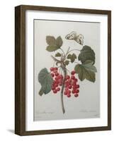 Red Gooseberry-Pierre-Joseph Redoute-Framed Art Print