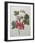 Red Gooseberry-Pierre-Joseph Redoute-Framed Art Print