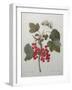 Red Gooseberry-Pierre-Joseph Redoute-Framed Art Print