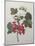 Red Gooseberry-Pierre-Joseph Redoute-Mounted Art Print