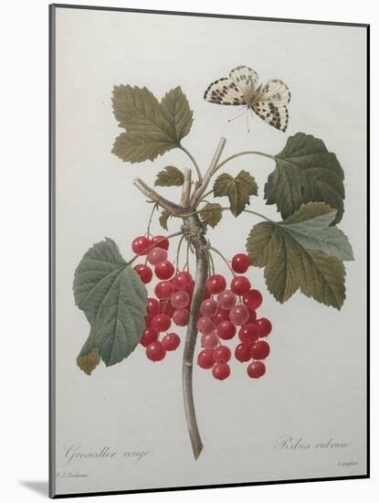 Red Gooseberry-Pierre-Joseph Redoute-Mounted Art Print