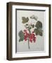 Red Gooseberry-Pierre-Joseph Redoute-Framed Art Print