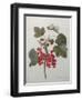 Red Gooseberry-Pierre-Joseph Redoute-Framed Art Print