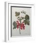 Red Gooseberry-Pierre-Joseph Redoute-Framed Art Print