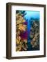 Red Gorgonian Coral (Lophogorgia Chilensis) and Yellow Gorgonian (Eunicella Cavolini) Growing-Franco Banfi-Framed Photographic Print