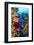 Red Gorgonian Coral (Lophogorgia Chilensis) and Yellow Gorgonian (Eunicella Cavolini) Growing-Franco Banfi-Framed Photographic Print