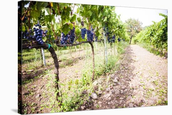 Red Grapes at a Vineyard on Mount Etna Volcano, UNESCO World Heritage Site, Sicily, Italy, Europe-Matthew Williams-Ellis-Stretched Canvas