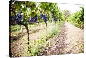 Red Grapes at a Vineyard on Mount Etna Volcano, UNESCO World Heritage Site, Sicily, Italy, Europe-Matthew Williams-Ellis-Stretched Canvas