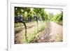 Red Grapes at a Vineyard on Mount Etna Volcano, UNESCO World Heritage Site, Sicily, Italy, Europe-Matthew Williams-Ellis-Framed Photographic Print