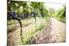 Red Grapes at a Vineyard on Mount Etna Volcano, UNESCO World Heritage Site, Sicily, Italy, Europe-Matthew Williams-Ellis-Mounted Photographic Print