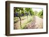 Red Grapes at a Vineyard on Mount Etna Volcano, UNESCO World Heritage Site, Sicily, Italy, Europe-Matthew Williams-Ellis-Framed Photographic Print