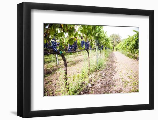 Red Grapes at a Vineyard on Mount Etna Volcano, UNESCO World Heritage Site, Sicily, Italy, Europe-Matthew Williams-Ellis-Framed Photographic Print