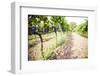 Red Grapes at a Vineyard on Mount Etna Volcano, UNESCO World Heritage Site, Sicily, Italy, Europe-Matthew Williams-Ellis-Framed Photographic Print