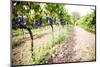 Red Grapes at a Vineyard on Mount Etna Volcano, UNESCO World Heritage Site, Sicily, Italy, Europe-Matthew Williams-Ellis-Mounted Photographic Print