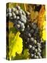 Red Grapes, Boynton's of Bright Vineyard, near Bright, Victoria, Australia-David Wall-Stretched Canvas