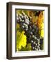 Red Grapes, Boynton's of Bright Vineyard, near Bright, Victoria, Australia-David Wall-Framed Photographic Print