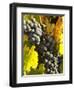 Red Grapes, Boynton's of Bright Vineyard, near Bright, Victoria, Australia-David Wall-Framed Photographic Print