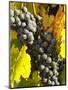 Red Grapes, Boynton's of Bright Vineyard, near Bright, Victoria, Australia-David Wall-Mounted Photographic Print