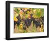 Red Grapes, Vineyard near Myrtleford, Victoria, Australia-David Wall-Framed Photographic Print