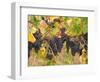 Red Grapes, Vineyard near Myrtleford, Victoria, Australia-David Wall-Framed Photographic Print