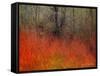 Red Grass II-Chris Vest-Framed Stretched Canvas