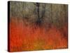 Red Grass II-Chris Vest-Stretched Canvas