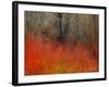 Red Grass II-Chris Vest-Framed Art Print