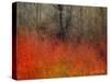 Red Grass II-Chris Vest-Stretched Canvas