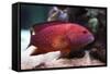 Red Grouper-manchu-Framed Stretched Canvas