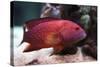 Red Grouper-manchu-Stretched Canvas