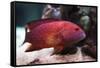 Red Grouper-manchu-Framed Stretched Canvas