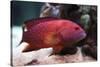 Red Grouper-manchu-Stretched Canvas