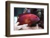 Red Grouper-manchu-Framed Photographic Print