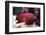 Red Grouper-manchu-Framed Photographic Print