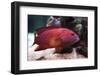 Red Grouper-manchu-Framed Photographic Print