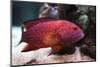 Red Grouper-manchu-Mounted Photographic Print